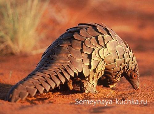 Поделка из природного материала своими руками. ЧЕШУЙКИ от шишек.