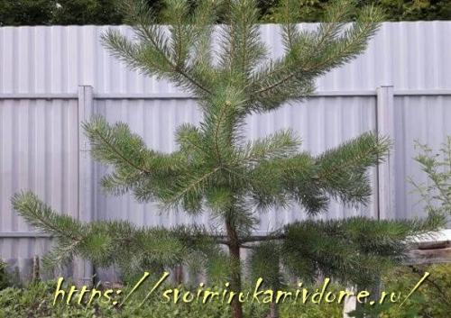 Как сделать ворота и калитку из профнастила своими руками. Итак как поставить забор из профнастила своими рукам — поэтапно.