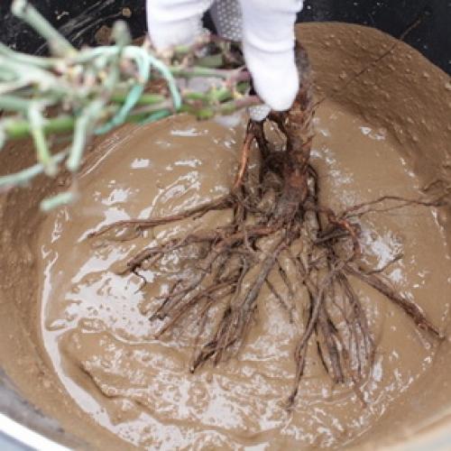 Как правильно посадить плодовые деревья. Правила посадки плодовых саженцев на участке 02 Как правильно посадить плодовые деревья. Правила посадки плодовых саженцев на участке 02