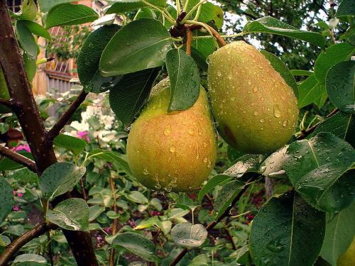 Как правильно посадить плодовые деревья. Правила посадки плодовых саженцев на участке 16 Как правильно посадить плодовые деревья. Правила посадки плодовых саженцев на участке 16