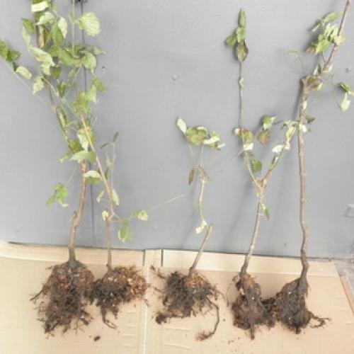 Как правильно посадить плодовые деревья. Правила посадки плодовых саженцев на участке 12 Как правильно посадить плодовые деревья. Правила посадки плодовых саженцев на участке 12