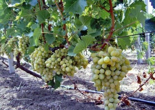 Как правильно посадить плодовые деревья. Правила посадки плодовых саженцев на участке 19 Как правильно посадить плодовые деревья. Правила посадки плодовых саженцев на участке 19