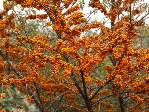 Как правильно посадить плодовые деревья. Правила посадки плодовых саженцев на участке 21 Как правильно посадить плодовые деревья. Правила посадки плодовых саженцев на участке 21