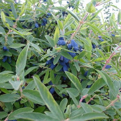 Как правильно посадить плодовые деревья. Правила посадки плодовых саженцев на участке 11 Как правильно посадить плодовые деревья. Правила посадки плодовых саженцев на участке 11