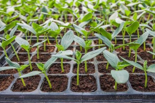 Огурцы на окне. Технология посева в квартире