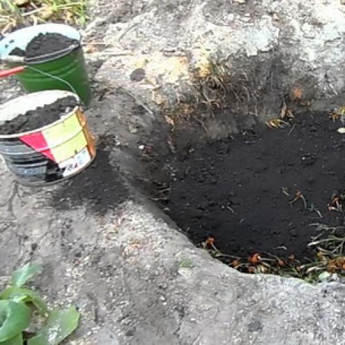 Как правильно посадить плодовые деревья. Правила посадки плодовых саженцев на участке 01 Как правильно посадить плодовые деревья. Правила посадки плодовых саженцев на участке 01