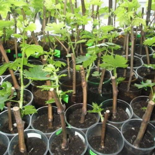 Как правильно посадить плодовые деревья. Правила посадки плодовых саженцев на участке 08 Как правильно посадить плодовые деревья. Правила посадки плодовых саженцев на участке 08