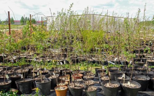 Как правильно посадить плодовые деревья. Правила посадки плодовых саженцев на участке 06 Как правильно посадить плодовые деревья. Правила посадки плодовых саженцев на участке 06