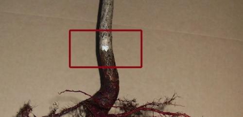 Как правильно посадить плодовые деревья. Правила посадки плодовых саженцев на участке 04 Как правильно посадить плодовые деревья. Правила посадки плодовых саженцев на участке 04