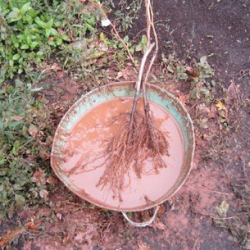 Как правильно посадить плодовые деревья. Правила посадки плодовых саженцев на участке 03 Как правильно посадить плодовые деревья. Правила посадки плодовых саженцев на участке 03