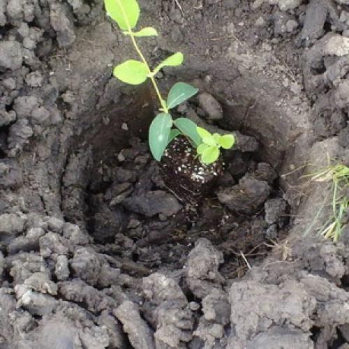 Как правильно посадить плодовые деревья. Правила посадки плодовых саженцев на участке 10 Как правильно посадить плодовые деревья. Правила посадки плодовых саженцев на участке 10