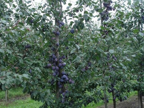 Как правильно посадить плодовые деревья. Правила посадки плодовых саженцев на участке 18 Как правильно посадить плодовые деревья. Правила посадки плодовых саженцев на участке 18