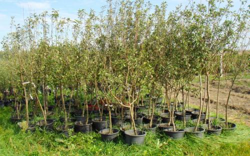 Как правильно посадить плодовые деревья. Правила посадки плодовых саженцев на участке 07 Как правильно посадить плодовые деревья. Правила посадки плодовых саженцев на участке 07