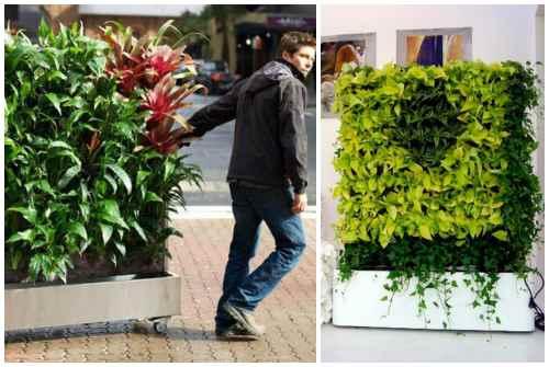 Зеленая стена из растений. Какие растения используют для вертикального озеленения квартир 06 Зеленая стена из растений. Какие растения используют для вертикального озеленения квартир 06
