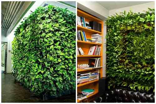 Зеленая стена из растений. Какие растения используют для вертикального озеленения квартир 05 Зеленая стена из растений. Какие растения используют для вертикального озеленения квартир 05