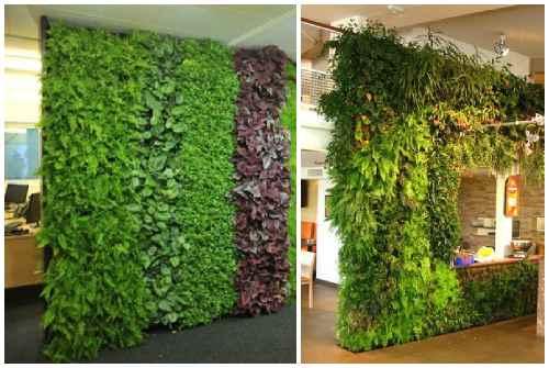 Зеленая стена из растений. Какие растения используют для вертикального озеленения квартир 08 Зеленая стена из растений. Какие растения используют для вертикального озеленения квартир 08