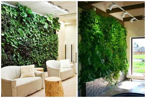Зеленая стена из растений. Какие растения используют для вертикального озеленения квартир 11 Зеленая стена из растений. Какие растения используют для вертикального озеленения квартир 11