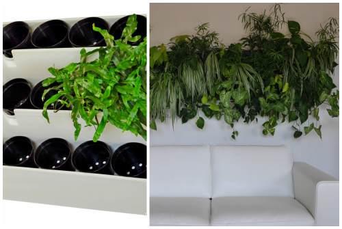 Зеленая стена из растений. Какие растения используют для вертикального озеленения квартир 12 Зеленая стена из растений. Какие растения используют для вертикального озеленения квартир 12