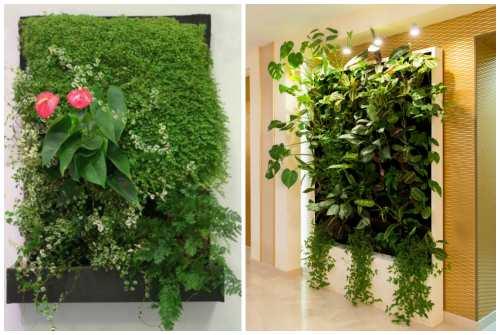 Зеленая стена из растений. Какие растения используют для вертикального озеленения квартир 07 Зеленая стена из растений. Какие растения используют для вертикального озеленения квартир 07