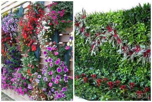 Зеленая стена из растений. Какие растения используют для вертикального озеленения квартир 10 Зеленая стена из растений. Какие растения используют для вертикального озеленения квартир 10