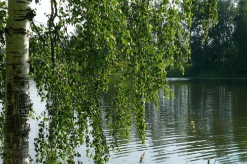 Берёза. Береза — целебные свойства сока и особенности выращивания + 121 фото