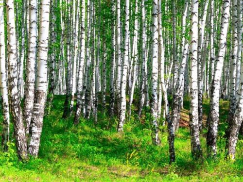 Берёза. Береза — целебные свойства сока и особенности выращивания + 121 фото