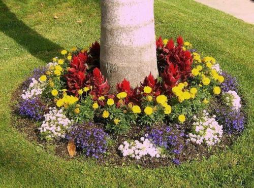 Простые клумбы на даче. Какие бывают клумбы?