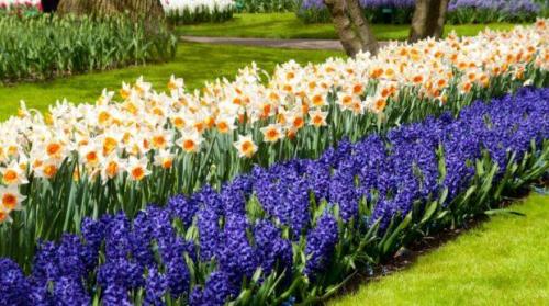 Простые клумбы на даче. Какие бывают клумбы?