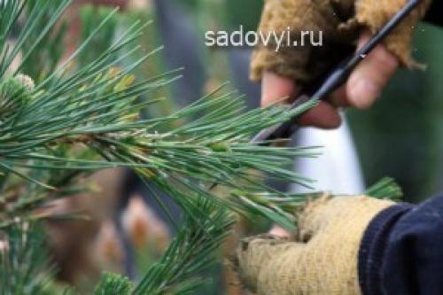 Примеры садового бонсая сосен. Садовый бонсай (ниваки) своими руками на примере сосны