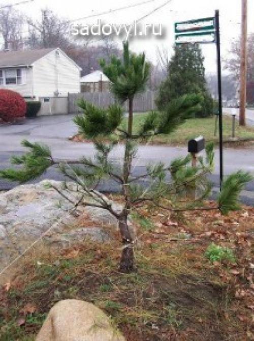 Примеры садового бонсая сосен. Садовый бонсай (ниваки) своими руками на примере сосны