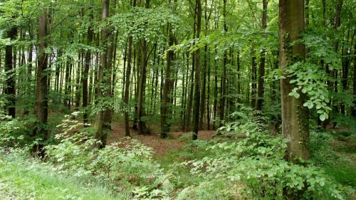 Шпон и его разновидности