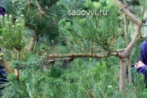 Примеры садового бонсая сосен. Садовый бонсай (ниваки) своими руками на примере сосны