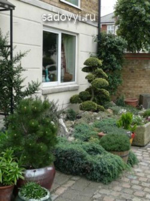 Примеры садового бонсая сосен. Садовый бонсай (ниваки) своими руками на примере сосны