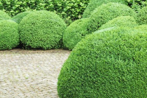 Декоративные кустарники — видовое разнообразие, особенности посадки и ухода + 77 фото