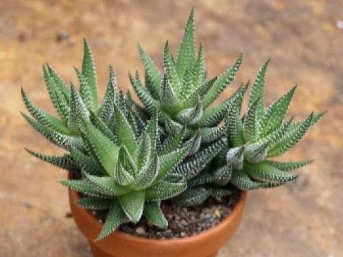 Декоративные растения для участка. Виды декоративных трав 10