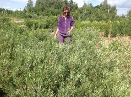 Декоративные кустарники — видовое разнообразие, особенности посадки и ухода + 77 фото