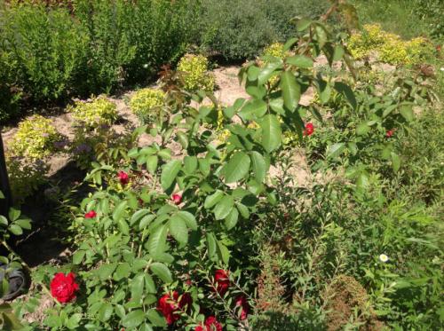 Декоративные кустарники — видовое разнообразие, особенности посадки и ухода + 77 фото