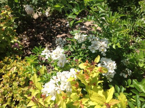 Декоративные кустарники — видовое разнообразие, особенности посадки и ухода + 77 фото