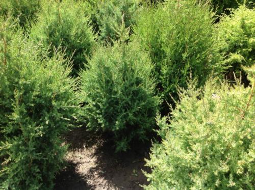 Декоративные кустарники — видовое разнообразие, особенности посадки и ухода + 77 фото