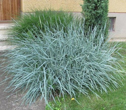 Декоративные растения для участка. Виды декоративных трав