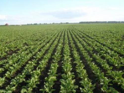 Кормовые растения. Производство кормов в разных типах хозяйств