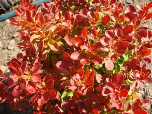 Декоративные кустарники — видовое разнообразие, особенности посадки и ухода + 77 фото