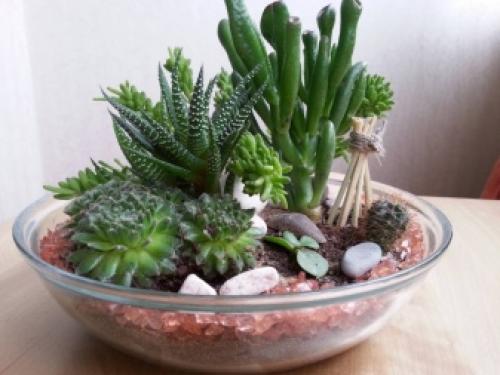 Декоративные растения для участка. Виды декоративных трав 11