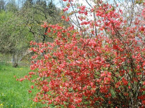 Декоративные кустарники — видовое разнообразие, особенности посадки и ухода + 77 фото