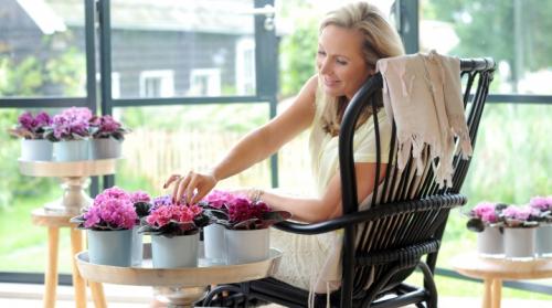 Комнатные растения. Самые популярные комнатные цветы