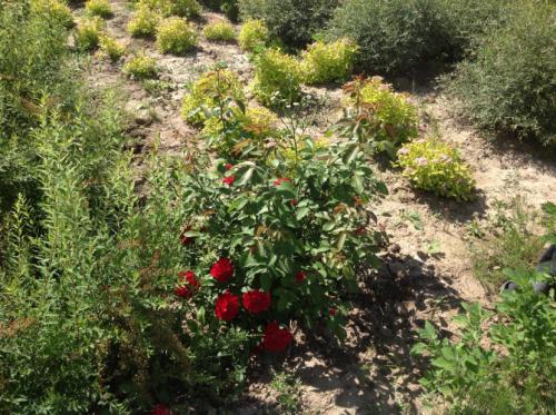 Декоративные кустарники — видовое разнообразие, особенности посадки и ухода + 77 фото