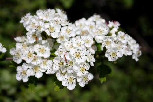 Декоративные кустарники — видовое разнообразие, особенности посадки и ухода + 77 фото