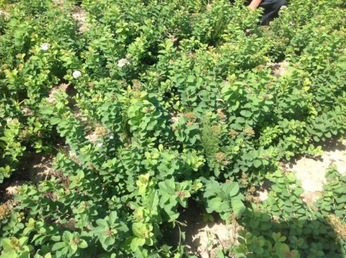 Декоративные кустарники — видовое разнообразие, особенности посадки и ухода + 77 фото