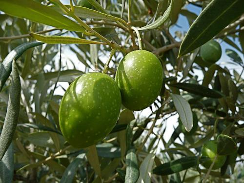 Технические растения