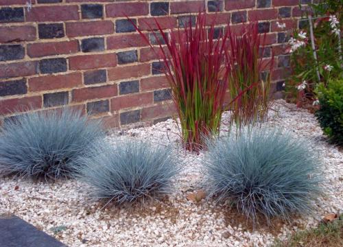 Декоративные растения для участка. Виды декоративных трав